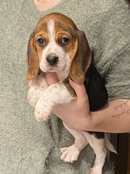 Beagle Tricolor z rodowodem. WYBITNE!