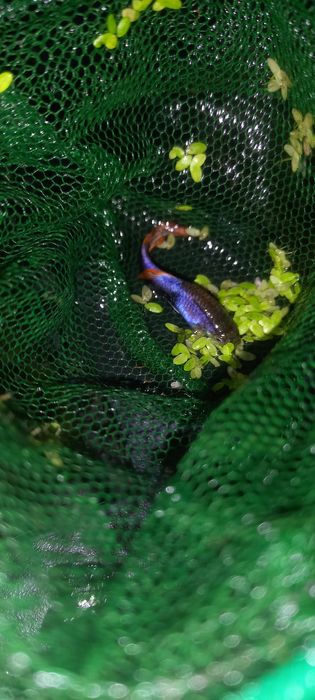 Crias de guppys  XXL criação propria  SUPER RESISTENTE