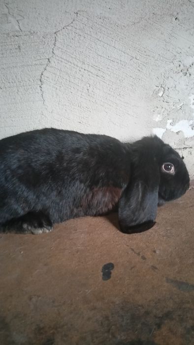 samica baran francuski