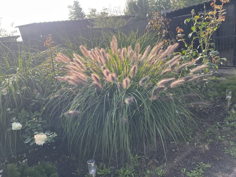 Rozplenica sprzefam 2 dusze sztuki