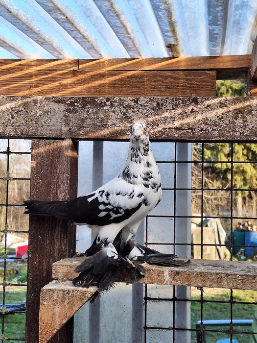 Gołębie ozdobne ptaki