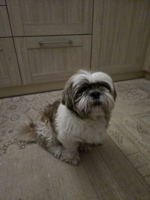 Віддам дорослого ши-тцу