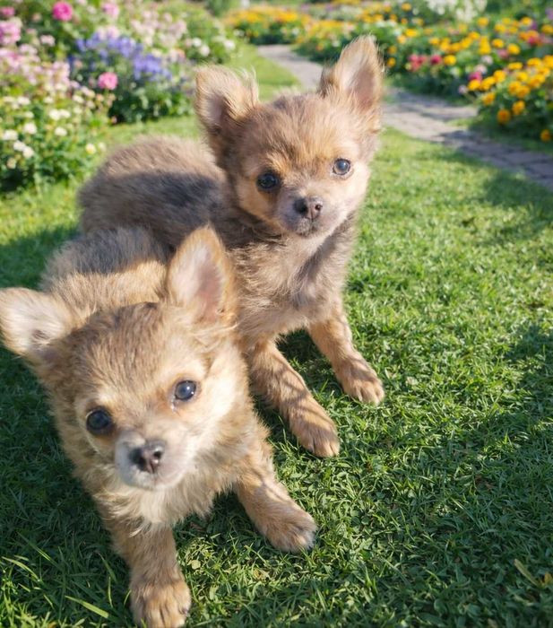 Piesek Chihuahua długowłosy