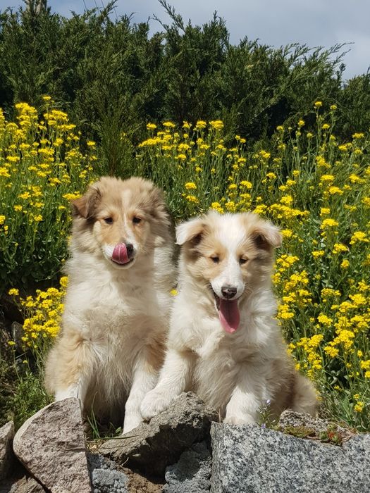 Owczarek szkocki collie