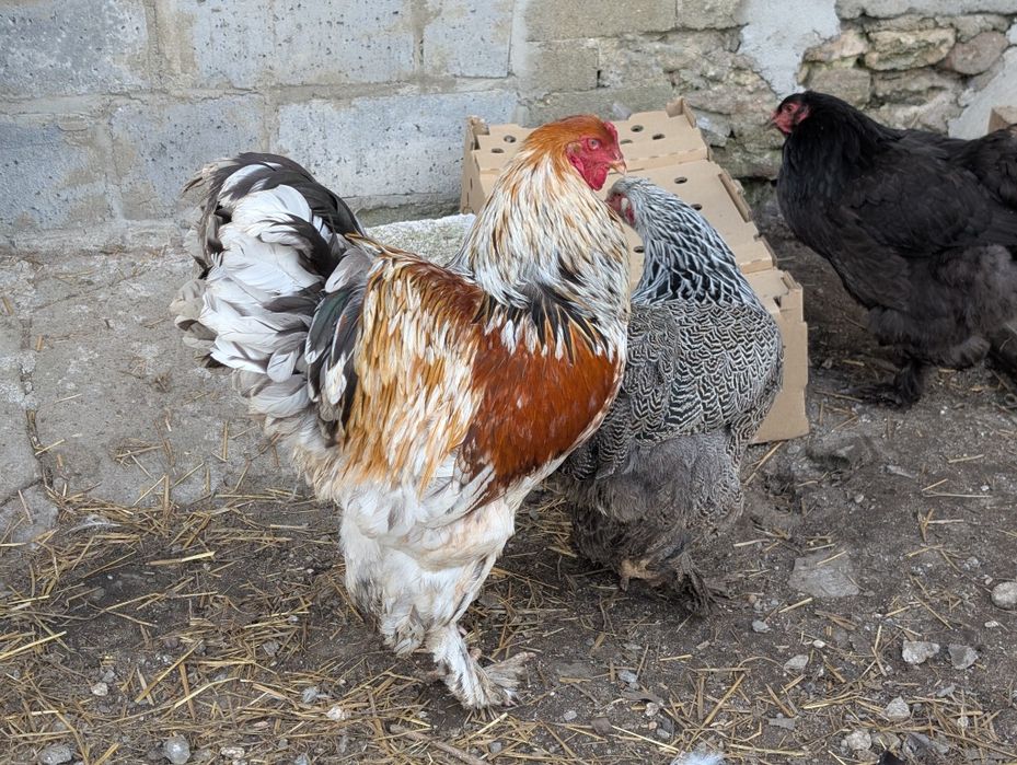 Koguty Brahma Olbrzymia czysty gatunek