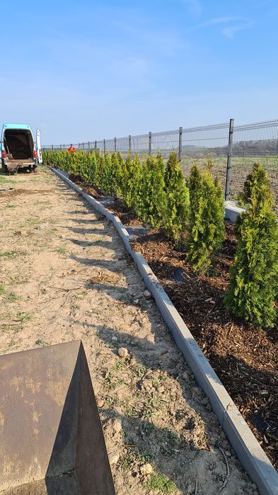 Świerk srebrny ozdobne choinka p9 kora doniczka TRANSPORT SADZENIE !!