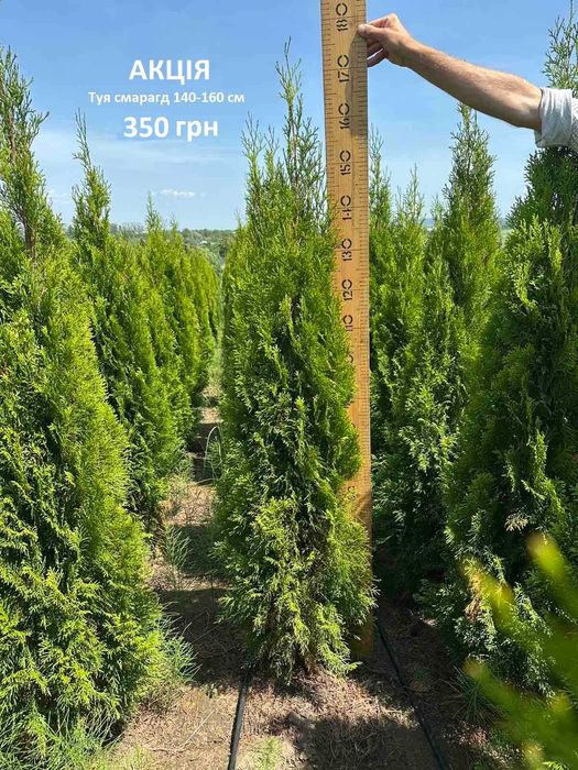 Туї Смарагд НАЙКРАЩА ЦІНА!!!