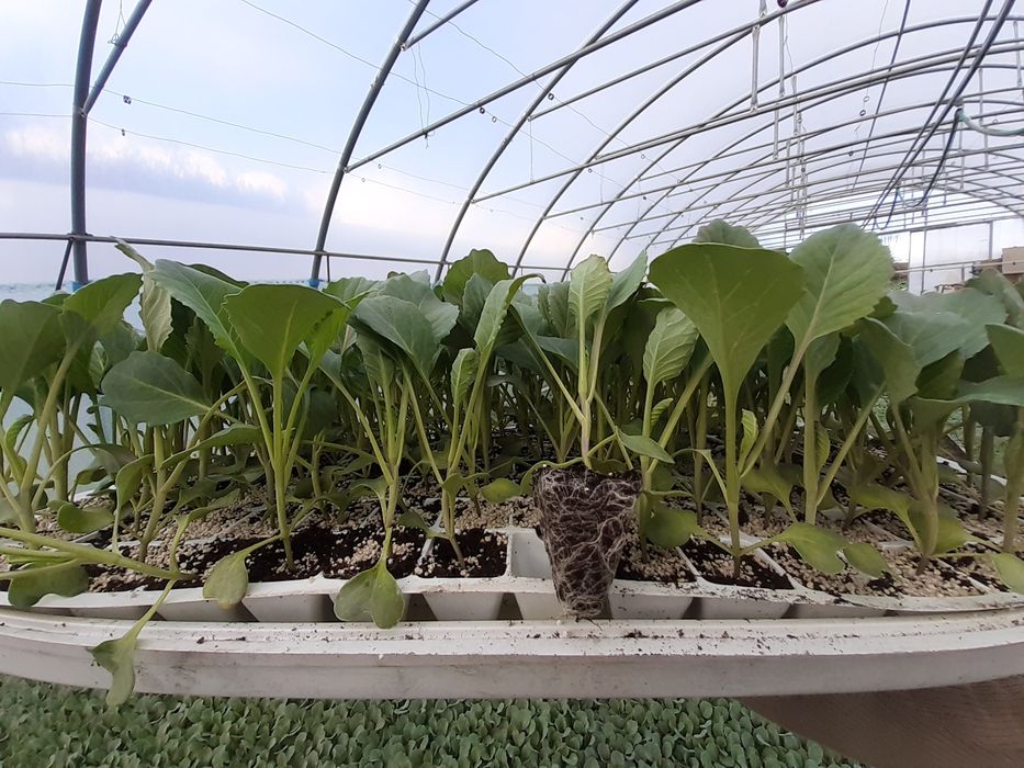 Rozsada Kapusta Ambrosia f1