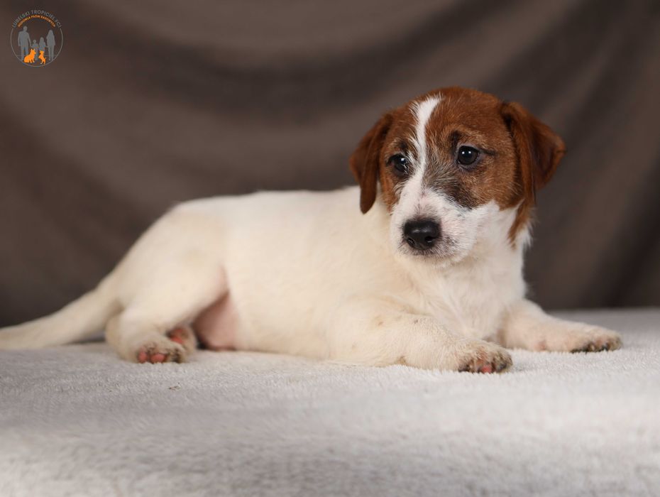 Jack Russell Terrier grzeczny piesek