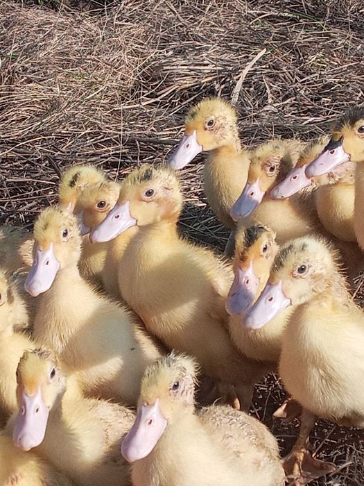 2.5 недели. Муларды. Утята подрощенные .