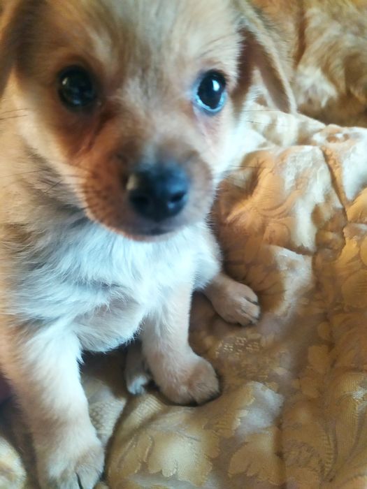 Щенок метис в добрые руки