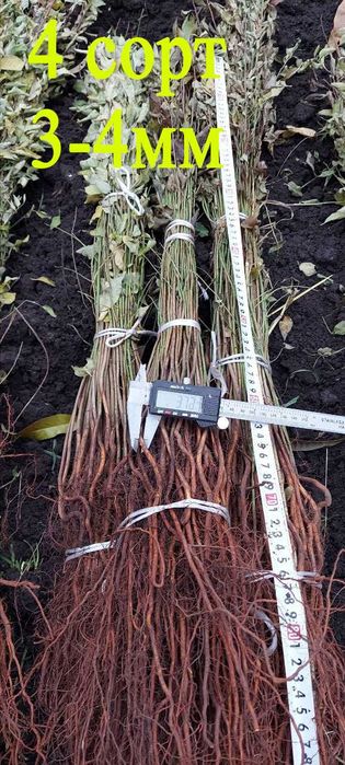 Підщепа аличі різні фракції