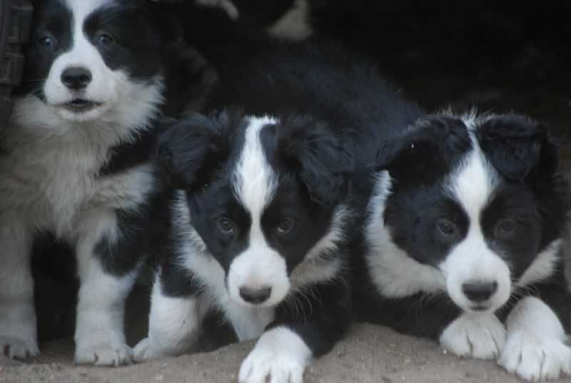 Piese Border Collie czarno-biały
