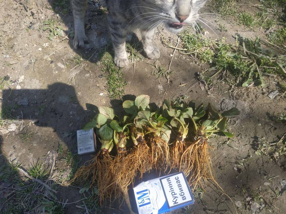 Розсада полуниці