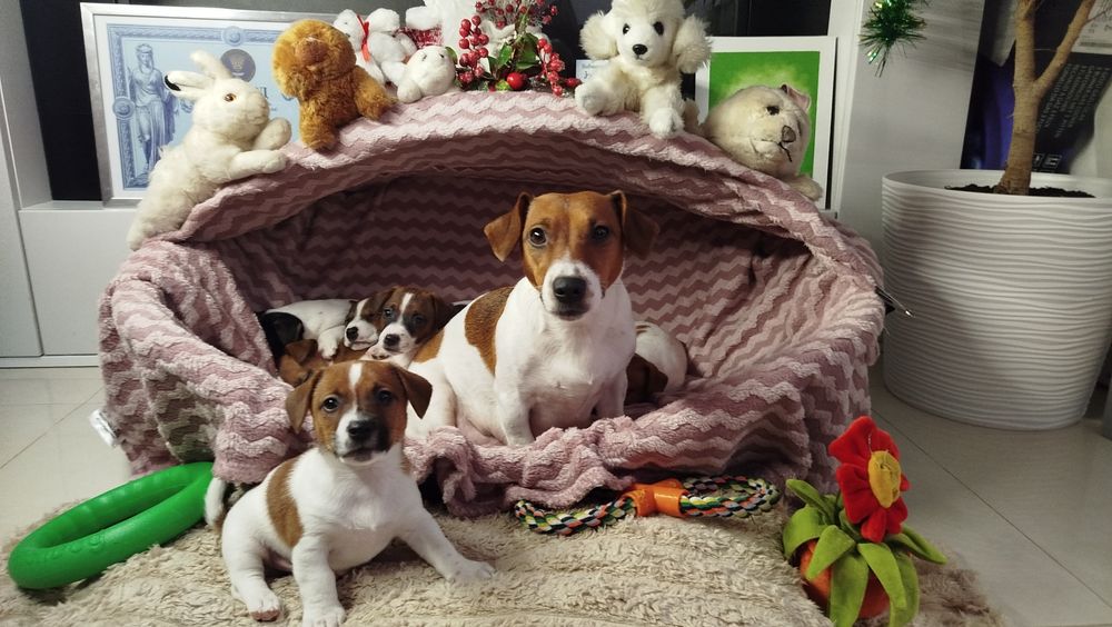 Джек Рассел хлопчик, кобель оплата частинами