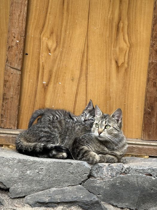 Roczna kotka do adopcji