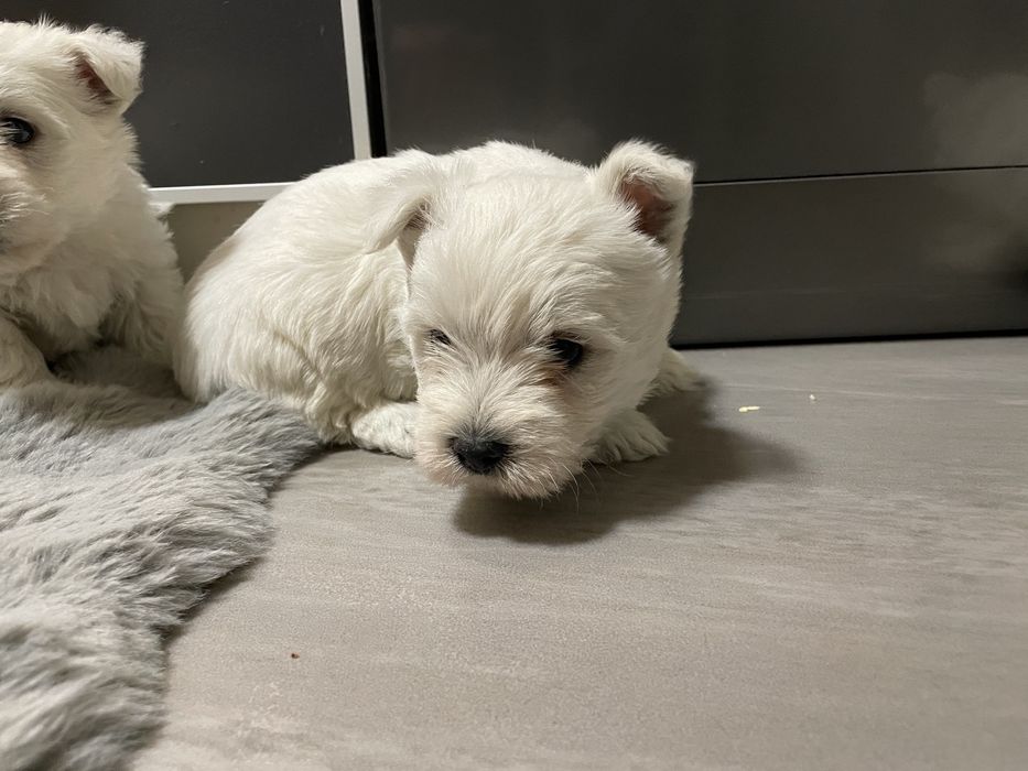 Szczeniaczek West Highland White Terrier