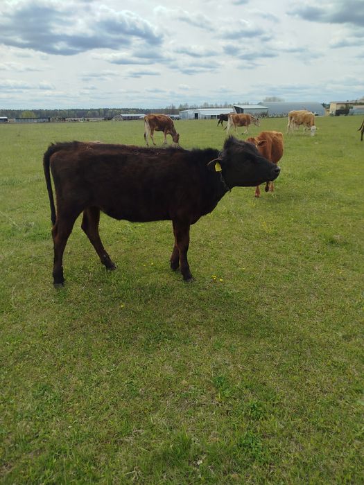 Теличка джерсі, телиця джерсійської породи