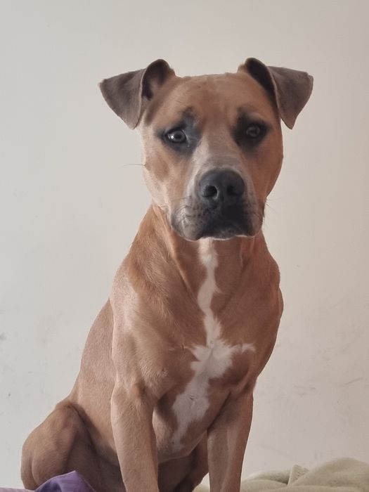 Macho  6 anos para adopcao