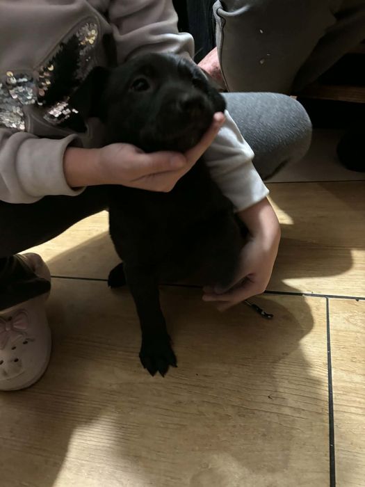 Oddam za darmo  pieski