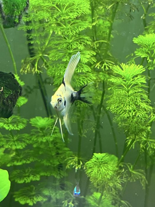 Pack  Escalares Marmore