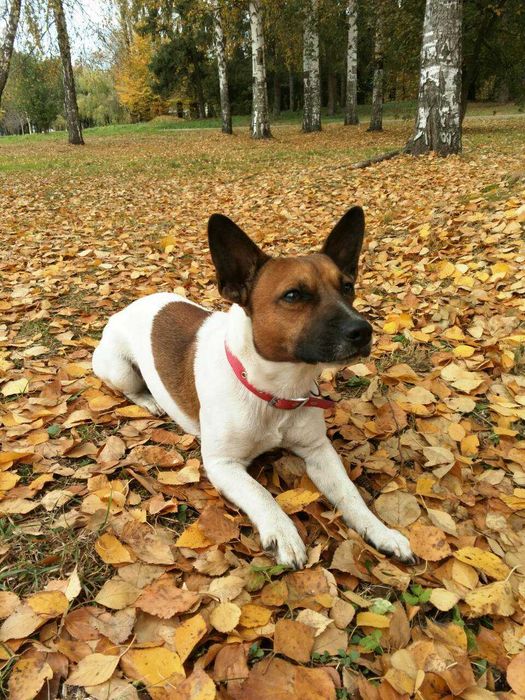 Джек Рассел Тер'єр (JRT). В'язка