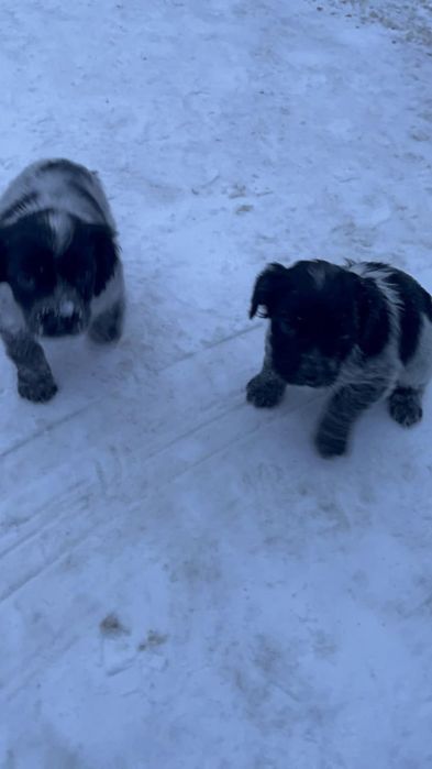 Цуценя породи Спанієль Російська