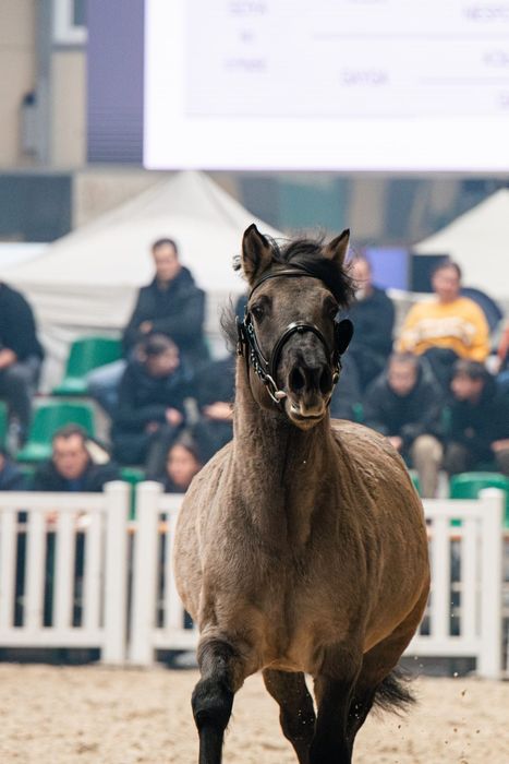 Sprzedam Ogiera Konika Polskiego