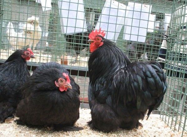 Młode kury Kochin Miniaturowy