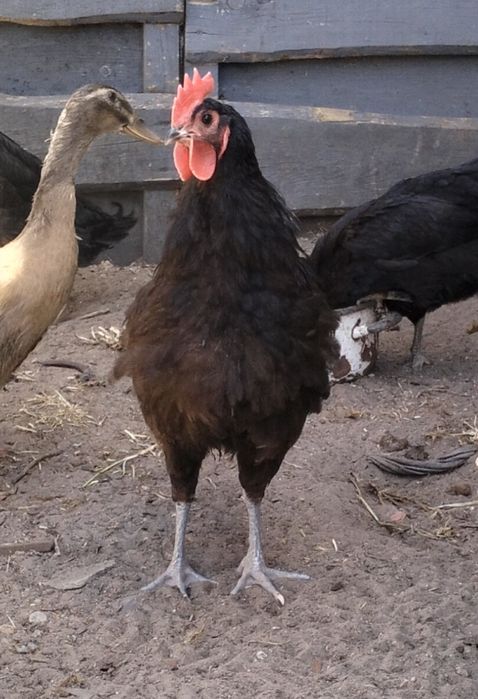 Czarny 8 miesięczny kogut