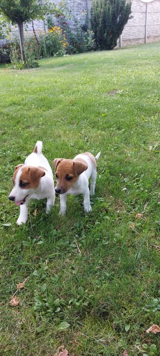 Jack Russell Terrier