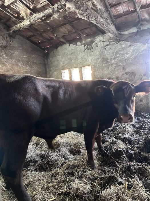 Vitelo/a red angus