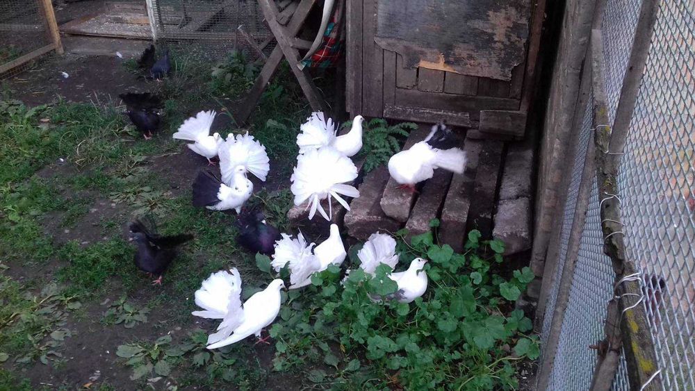 Віддам в добрі руки.