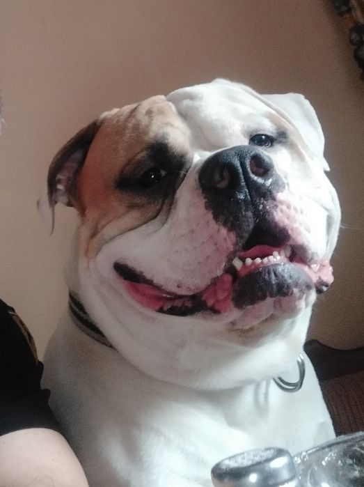 Американський Бульдог