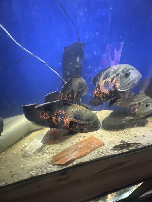 Peixe Oscar e Acara do congo a venda
