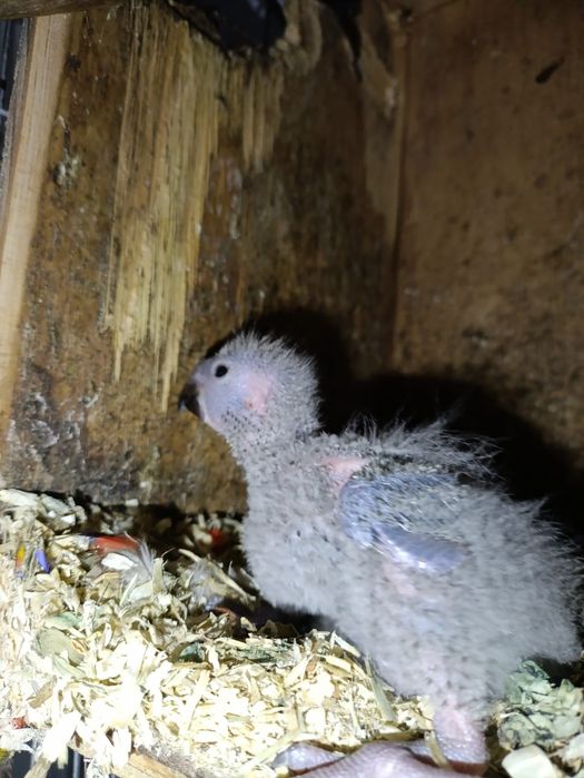 Cria de Loris, para criar a mão