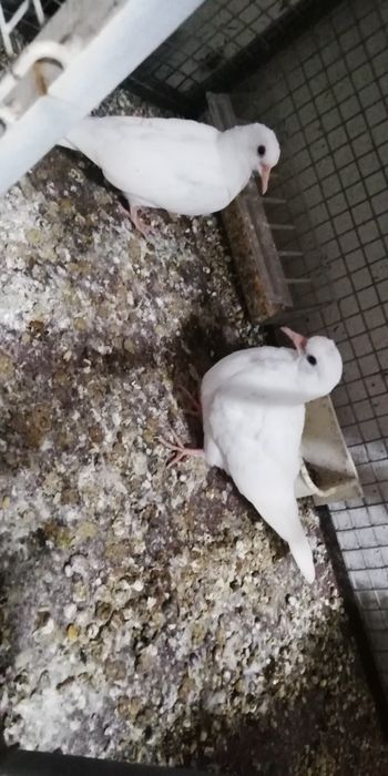 Rolas brancas novas e amarelas claras bonitas