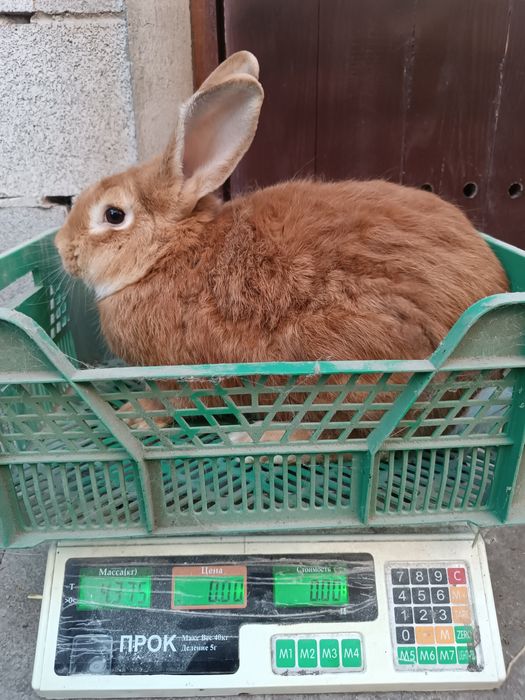 продам кролика бургунця