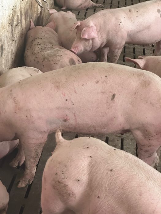 Свині живою вагою