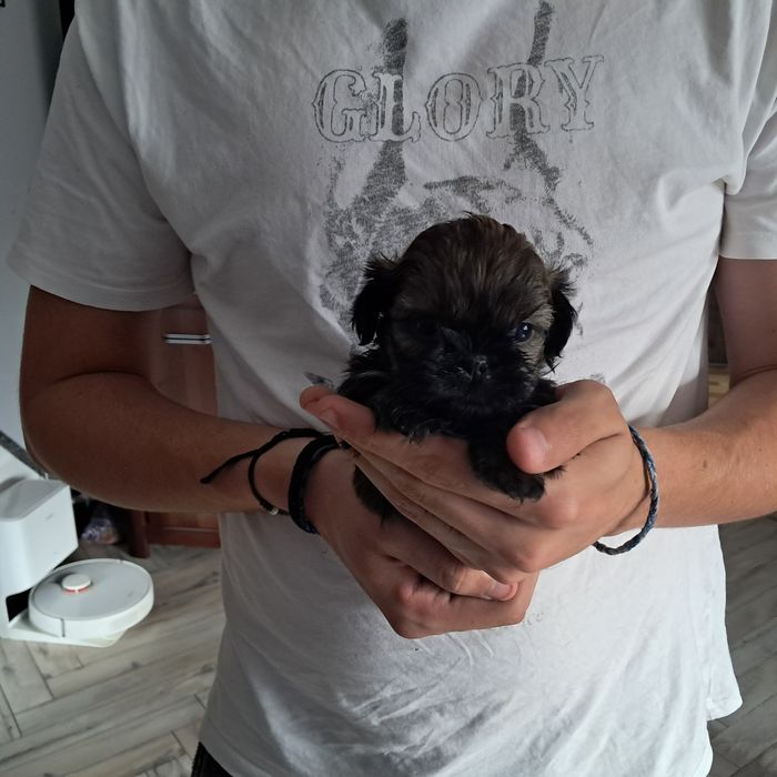 Shih tzu dziewczynka rodowód