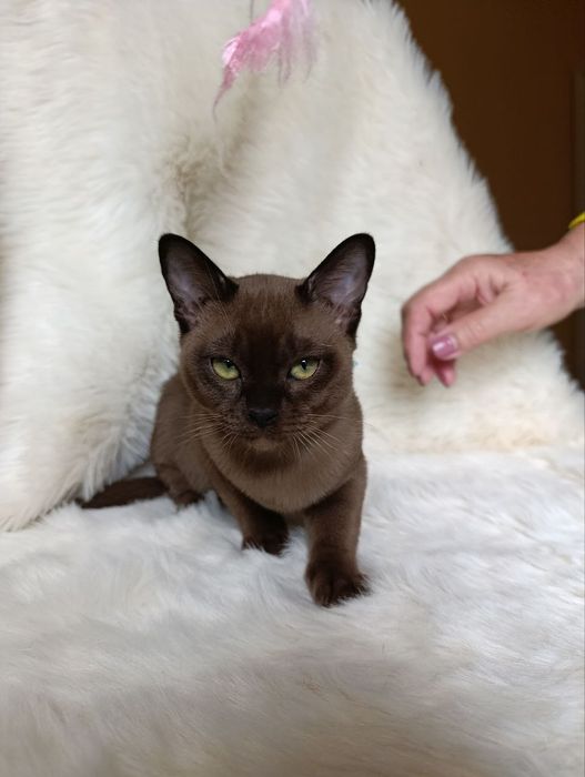 Бурма котик мальчик