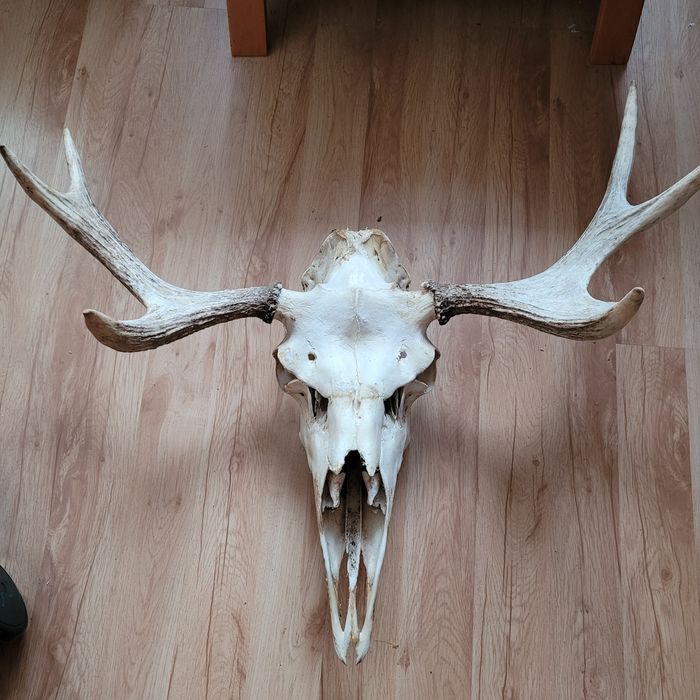 Poroże, rogi  łosia  ze Szwecji.