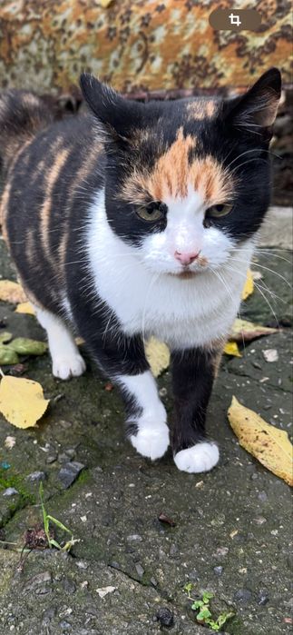 Киця,котик,кішка,кіт