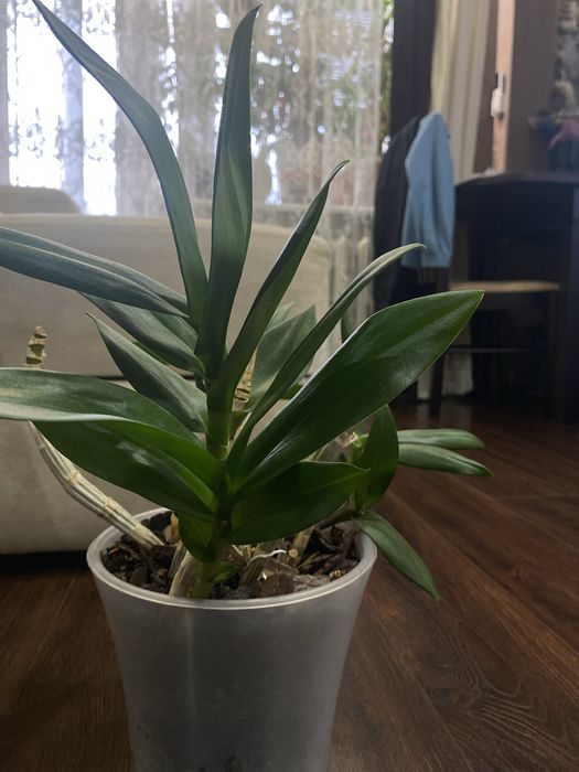 Дендробіум фаленопсис — великий кущ, доглянутий