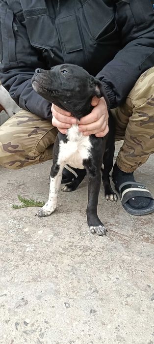 Продажа піт бультерєра