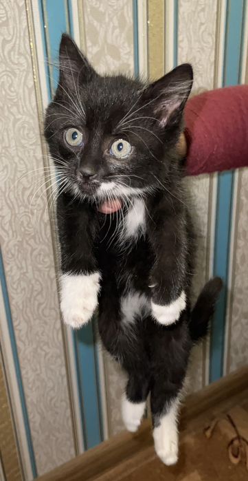 Кропивницький термінове прилаштування!!!