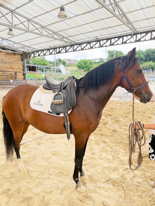 Cavalo PSL 3 anos