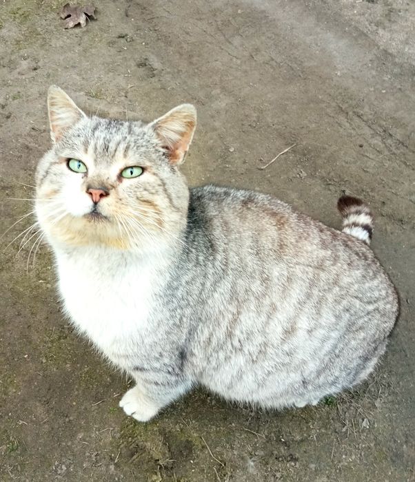 Тишка проситься в сім'ю