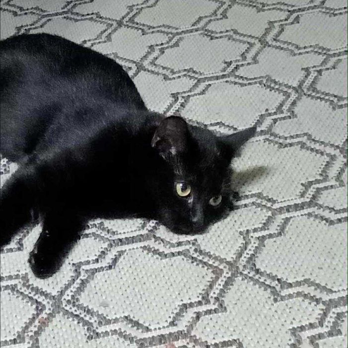 Piękna kotka Morgana szuka domku