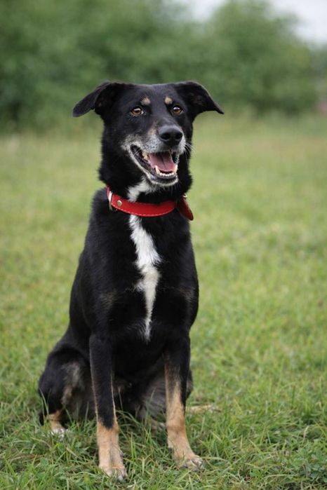 delikatny, nieduży, przyjazny pieseczek czeka na dom